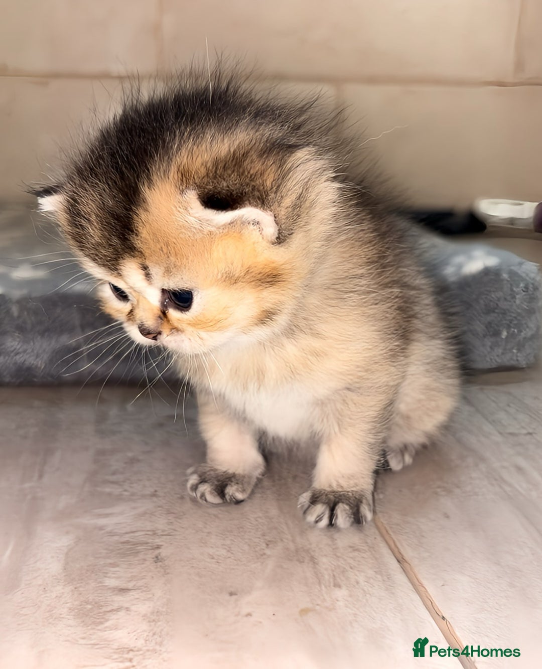 British Shorthair cats for sale: GCCF registered Golden BSH champion line, Boys - Image 14
