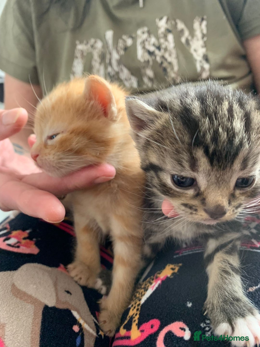 Domestic Shorthair cats for sale: 2 beautiful, playful kittens for sale  - Image 2