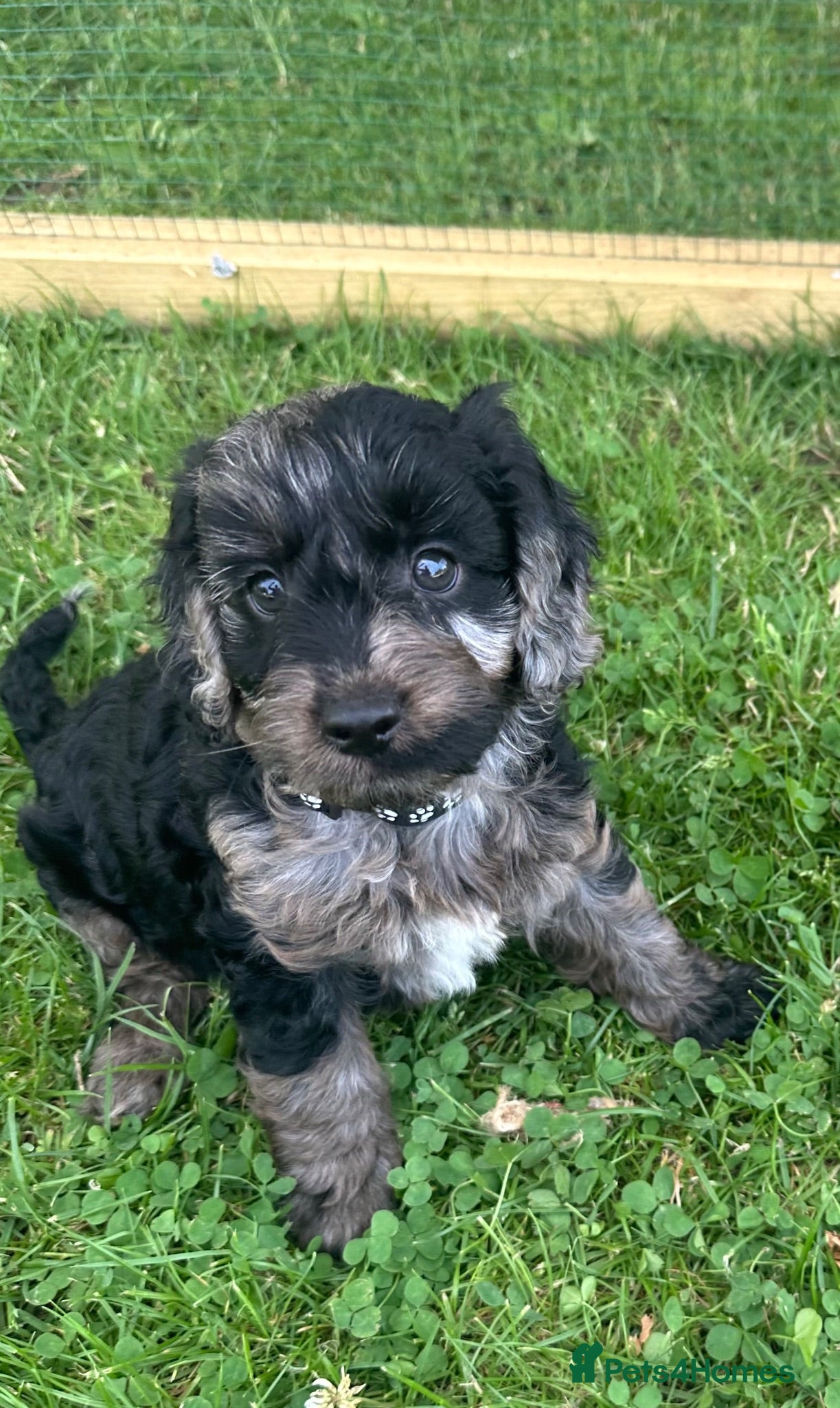 Mixed Breed dogs for sale: Stunning cockapoo puppies (Ready Now) - Advert 1