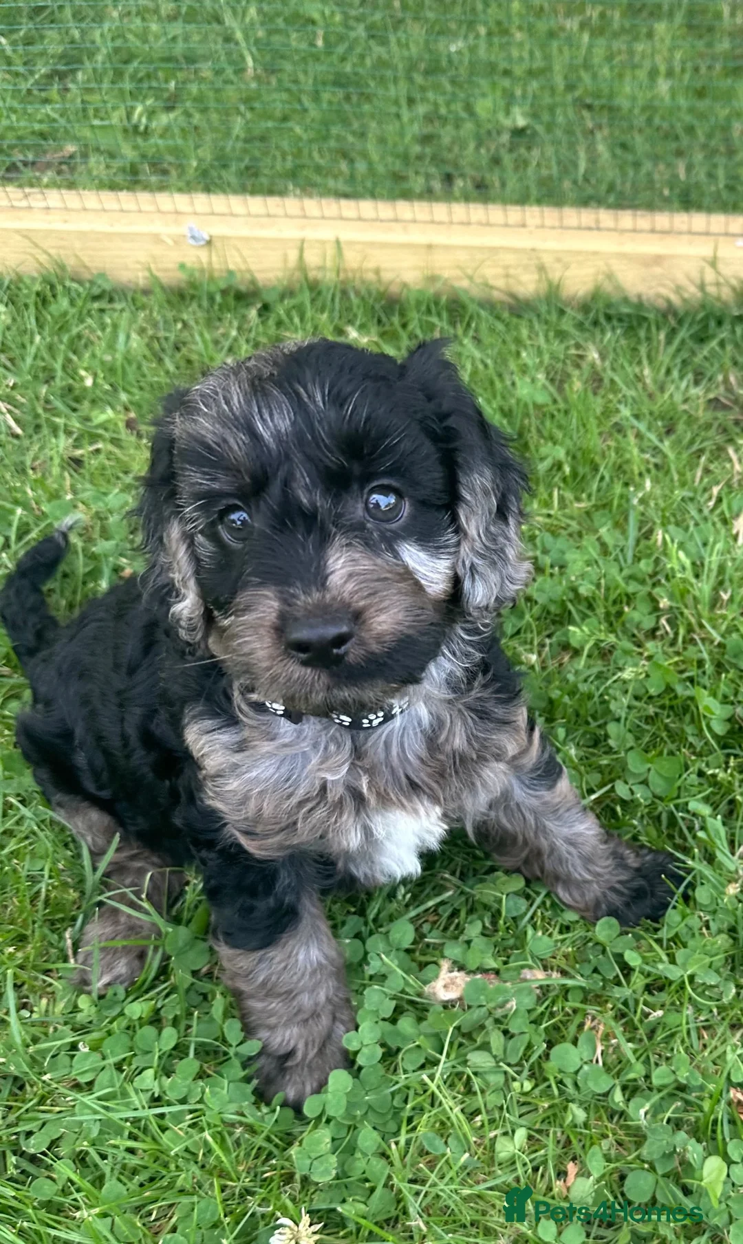 Mixed Breed dogs for sale: Stunning cockapoo puppies (Ready Now) - Advert 1