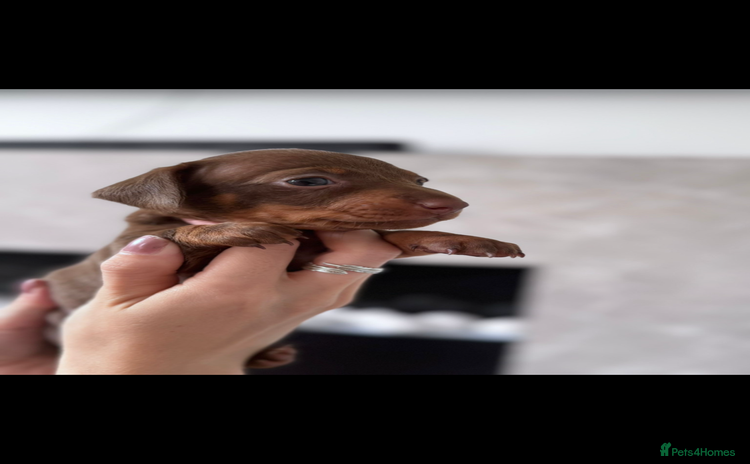 Miniature Dachshund dogs - Advert 14