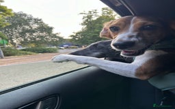 Bocker dogs for sale: 🌸Darla looking for a forever home🌸 - Image 6