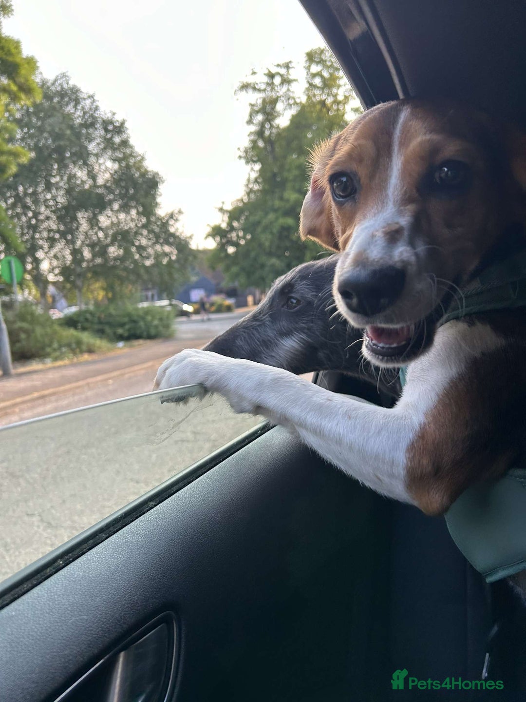 Bocker dogs for sale: 🌸Darla looking for a forever home🌸 - Image 6