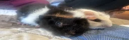 Guinea Pig rodents for sale: Baby boy guinea pig brothers 7 weeks - Advert 12