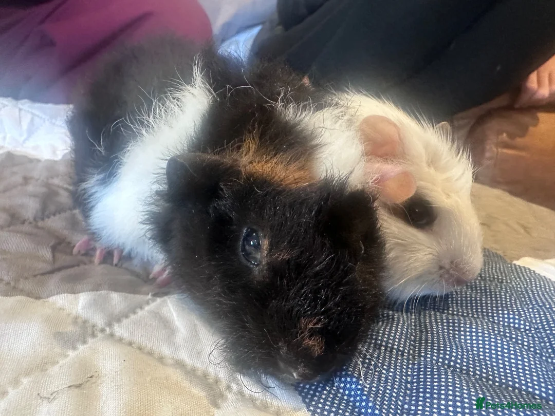 Guinea Pig rodents for sale: Baby boy guinea pig brothers 7 weeks - Advert 12