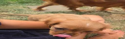 Cavalier King Charles Spaniel dogs for sale: Beautiful pups - Advert 12