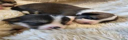 Welsh Corgi Pembroke dogs for sale: 9 ADORABLE CORGIS🐾💖💙DNA HEALTH TESTED PARENTS🧬 - Advert 16