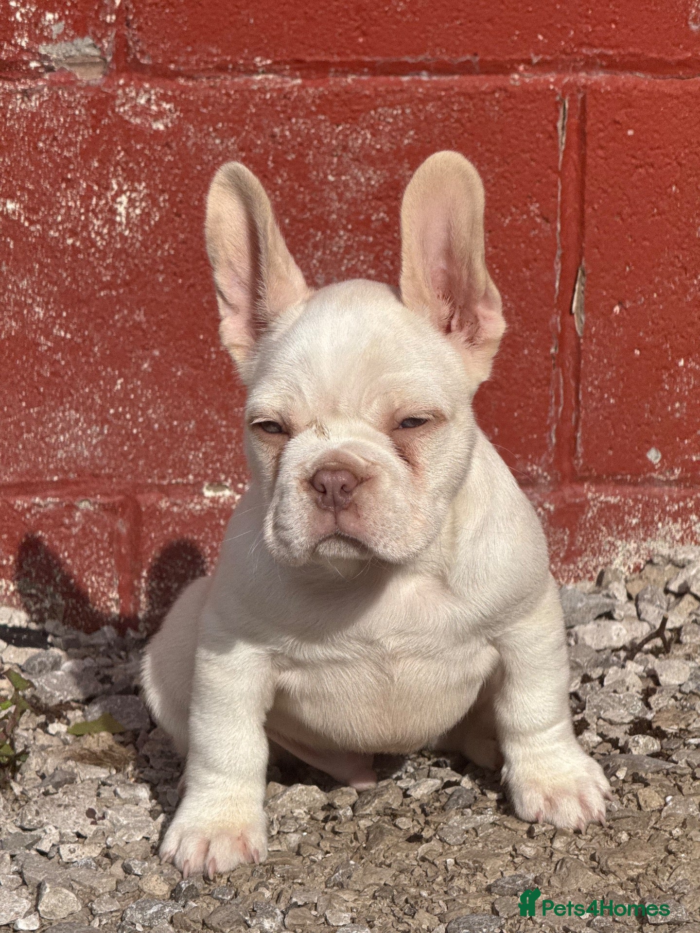 French Bulldog dogs Unique French bulldog pups READY - Advert 1