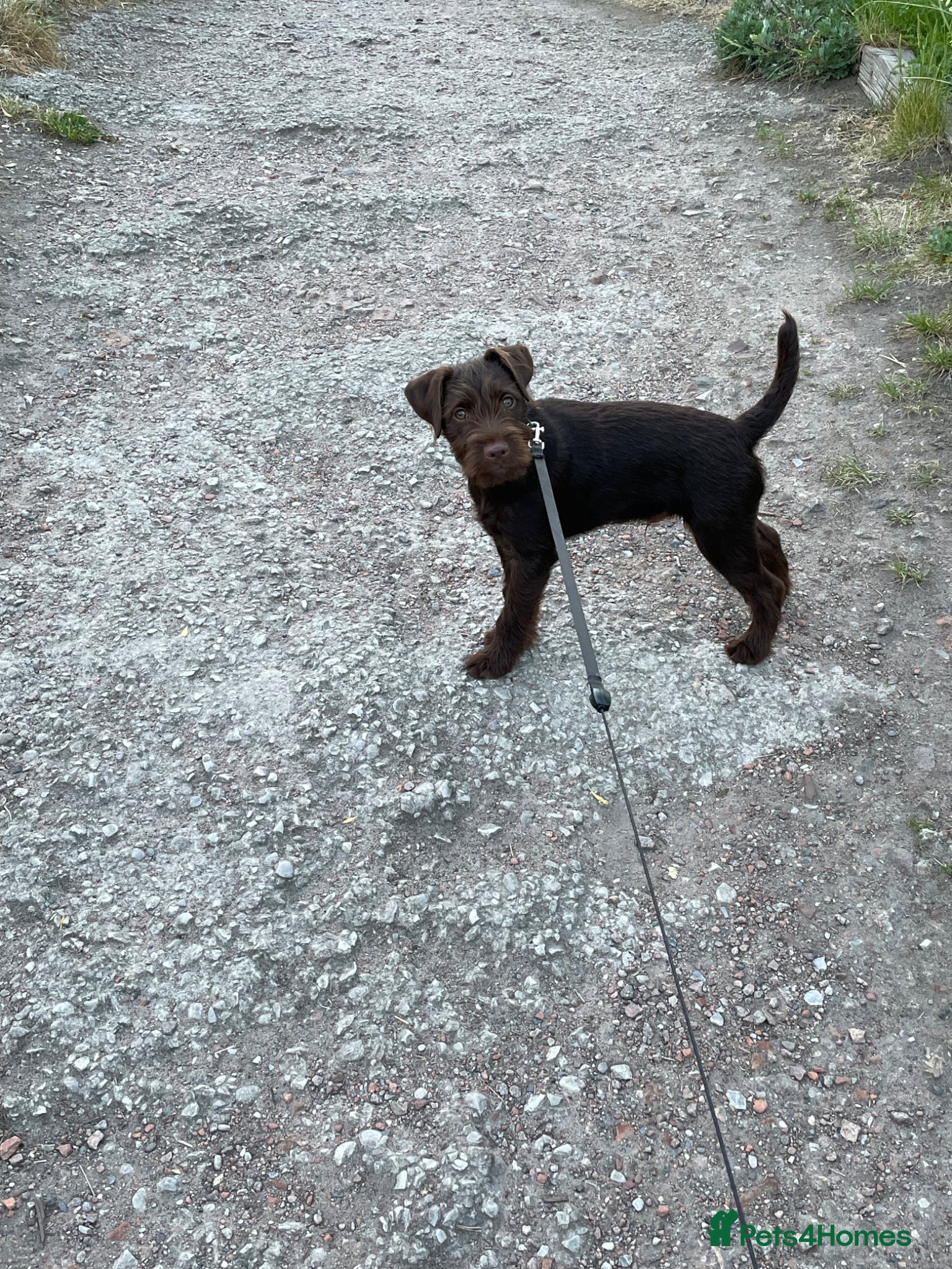 Patterdale Terrier dogs for sale: Patterdale Terrier  in Liverpool - Advert 2
