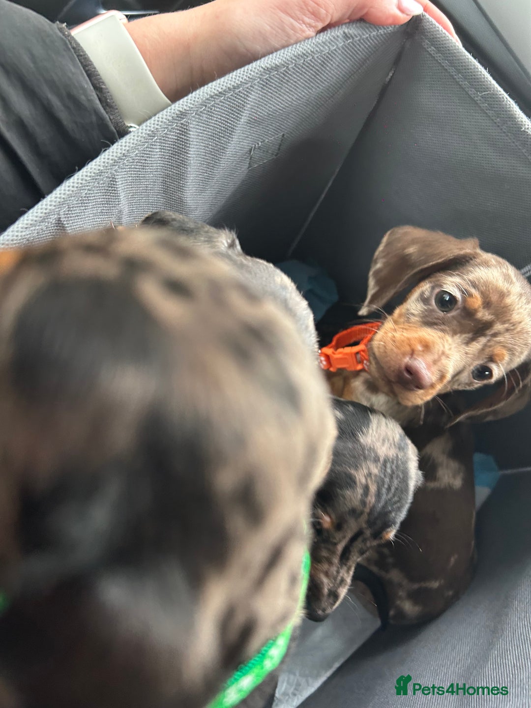 Miniature Dachshund dogs for sale: Miniature dashound puppies 💕💙  - Image 6
