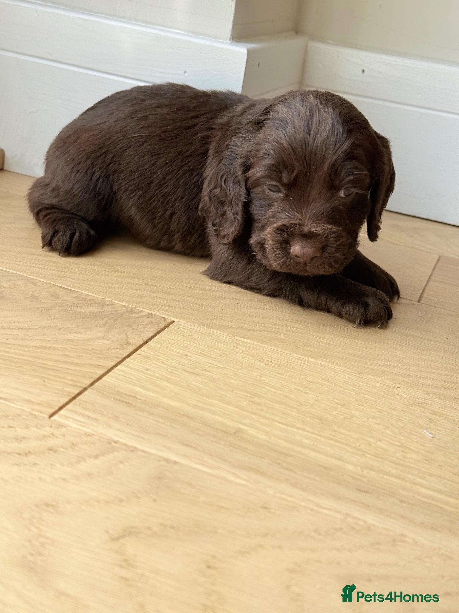Cocker Spaniel dogs for sale: Cocker spaniel puppies  - Advert 19