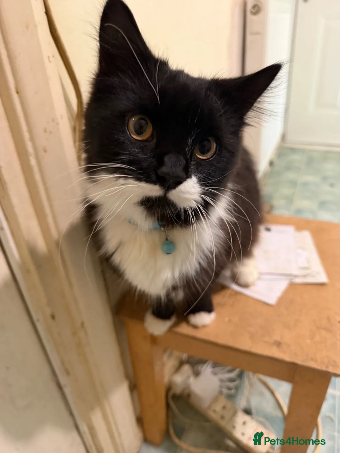 Mixed Breed cats for sale: Mixed breed mainecoone in London - Advert 1
