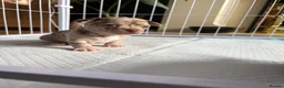 Chihuahua dogs for sale: 🐾 Stunning Chihuahua Puppies Available 🐾 - Advert 22