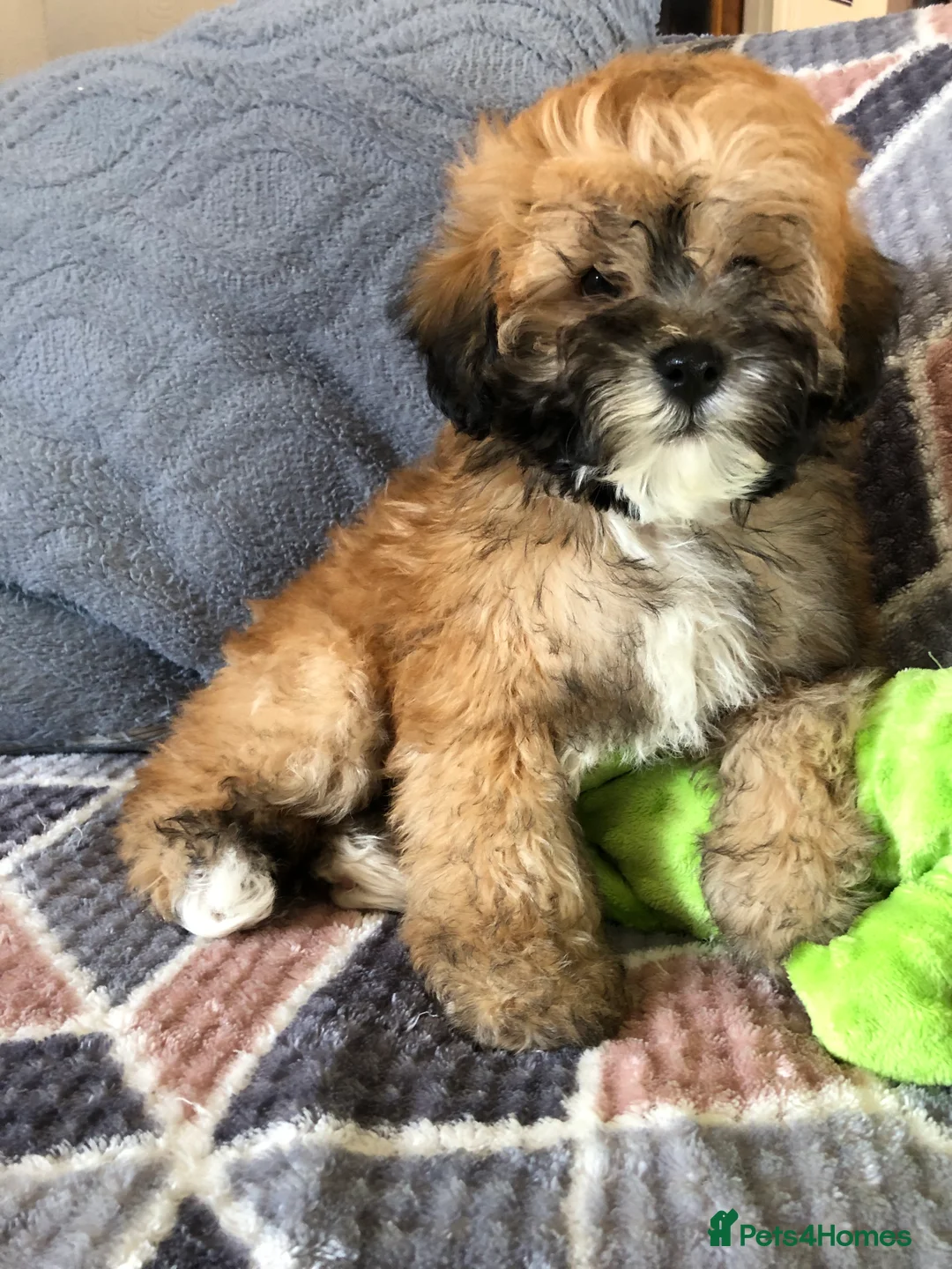 Shihpoo dogs for sale: shihpoo puppies for sale - Advert 1
