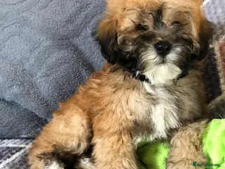 Shihpoo dogs shihpoo puppies for sale - Advert 1