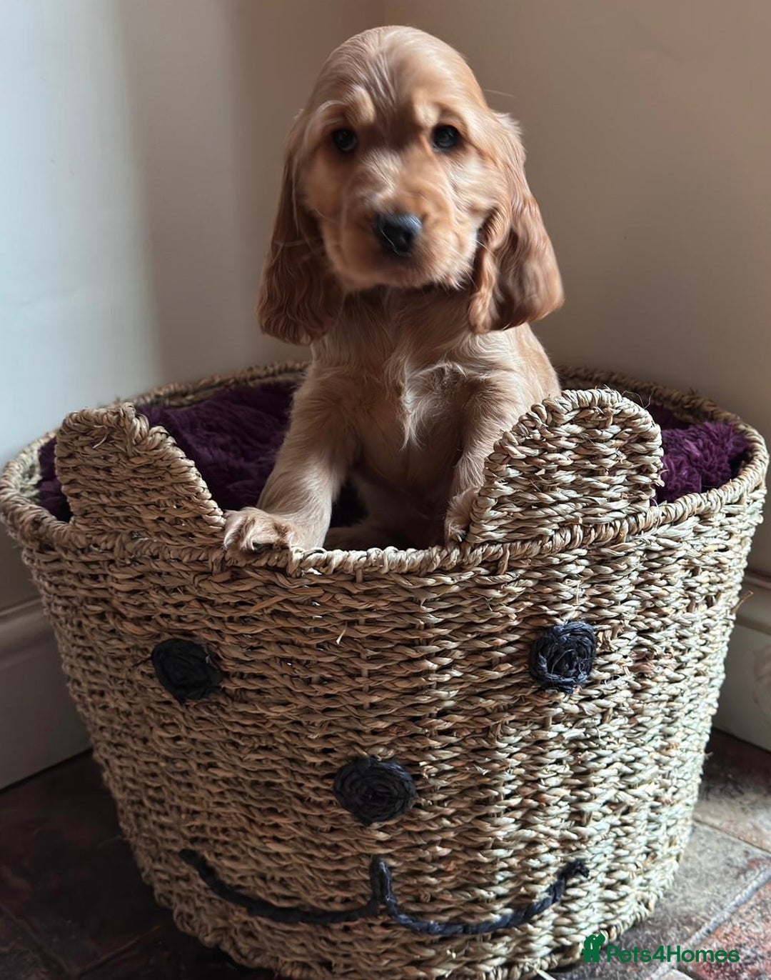 Cocker Spaniel dogs for sale: Golden show pedigree cocker spaniel - Image 2