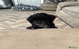 Cockapoo dogs for sale: 🐾ready to leave  black and white cockapoo - Image 7