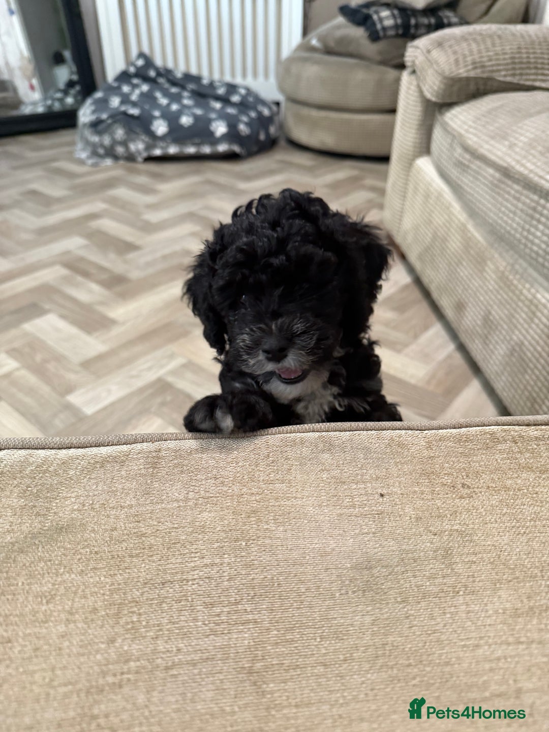Cockapoo dogs for sale: 🐾ready to leave  black and white cockapoo - Image 7