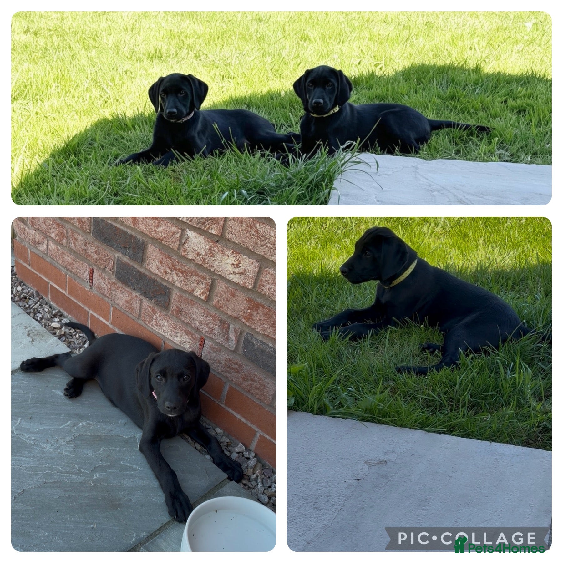 Mixed Breed dogs 2/8 LABMARANER PUPS READY FROM 2ND MAY  - Advert 1