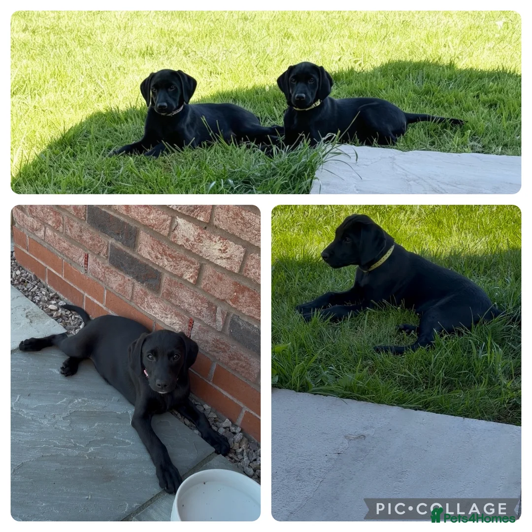 Mixed Breed dogs for sale: 1/8 LABMARANER PUPS READY FROM 2ND MAY  - Advert 2