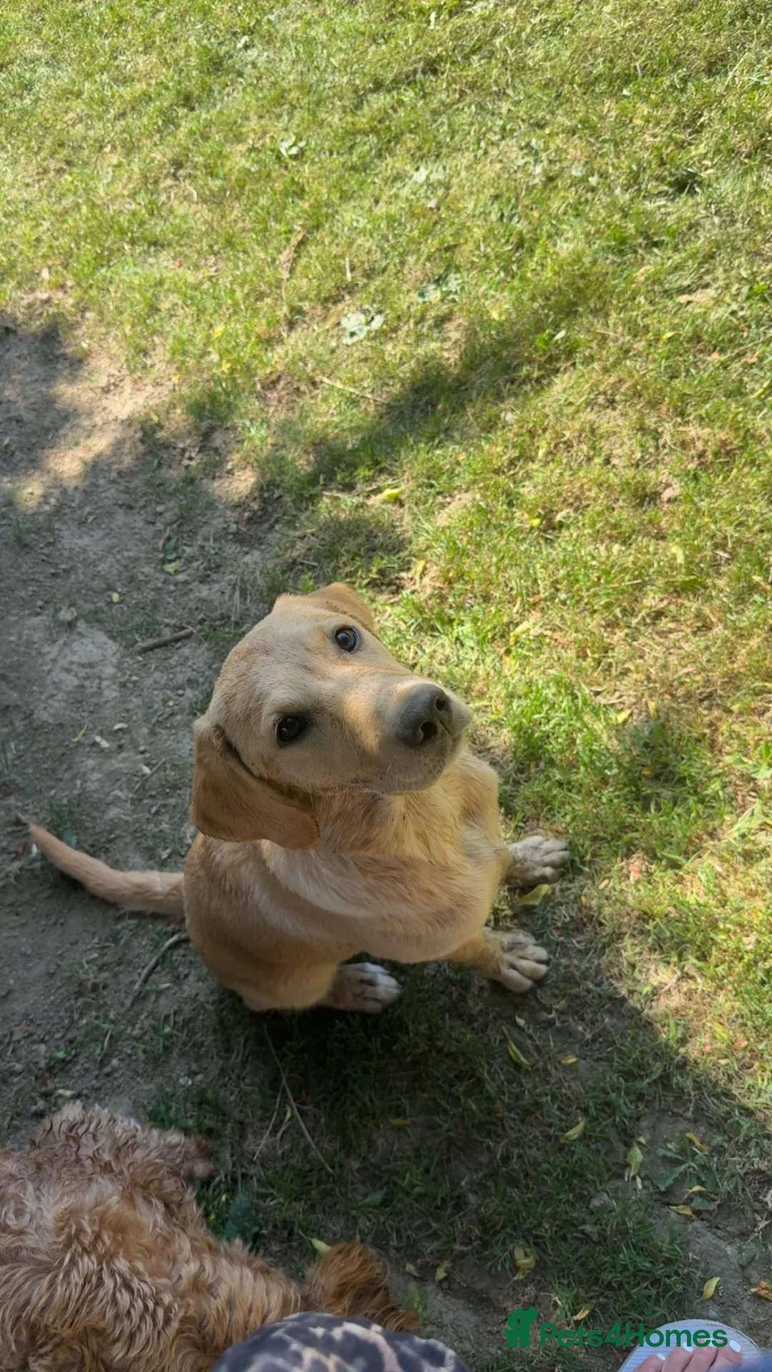Labrador Retriever dogs for sale: Golden Labrador girl  in Etchingham - Advert 2