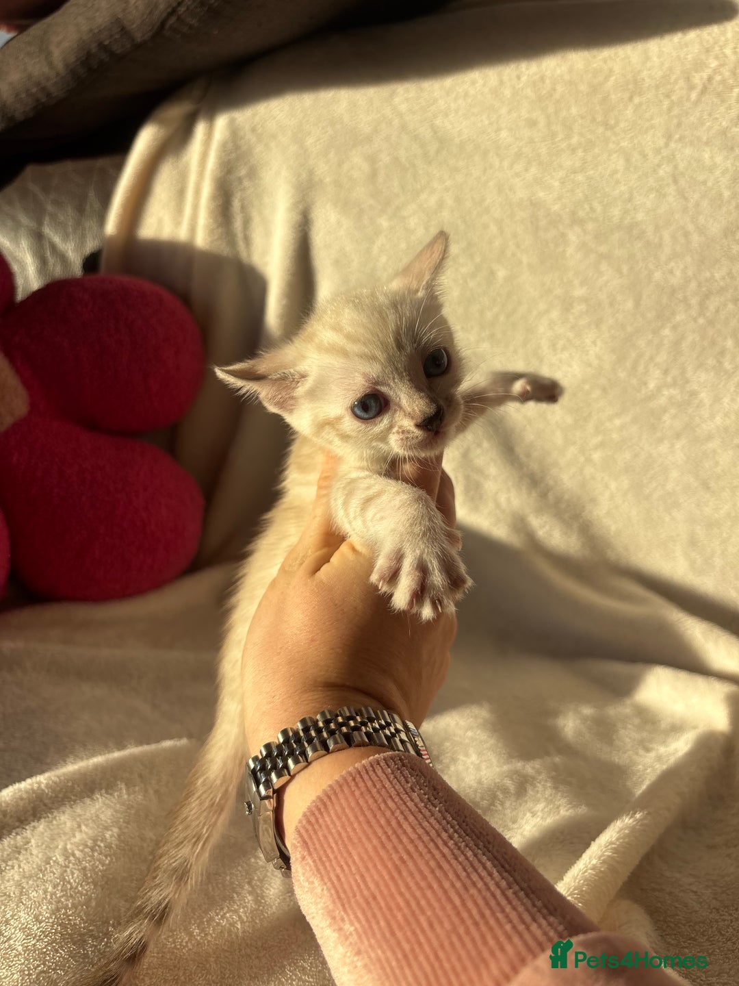 Bengal cats for sale: True to type bengal kittens - Advert 9