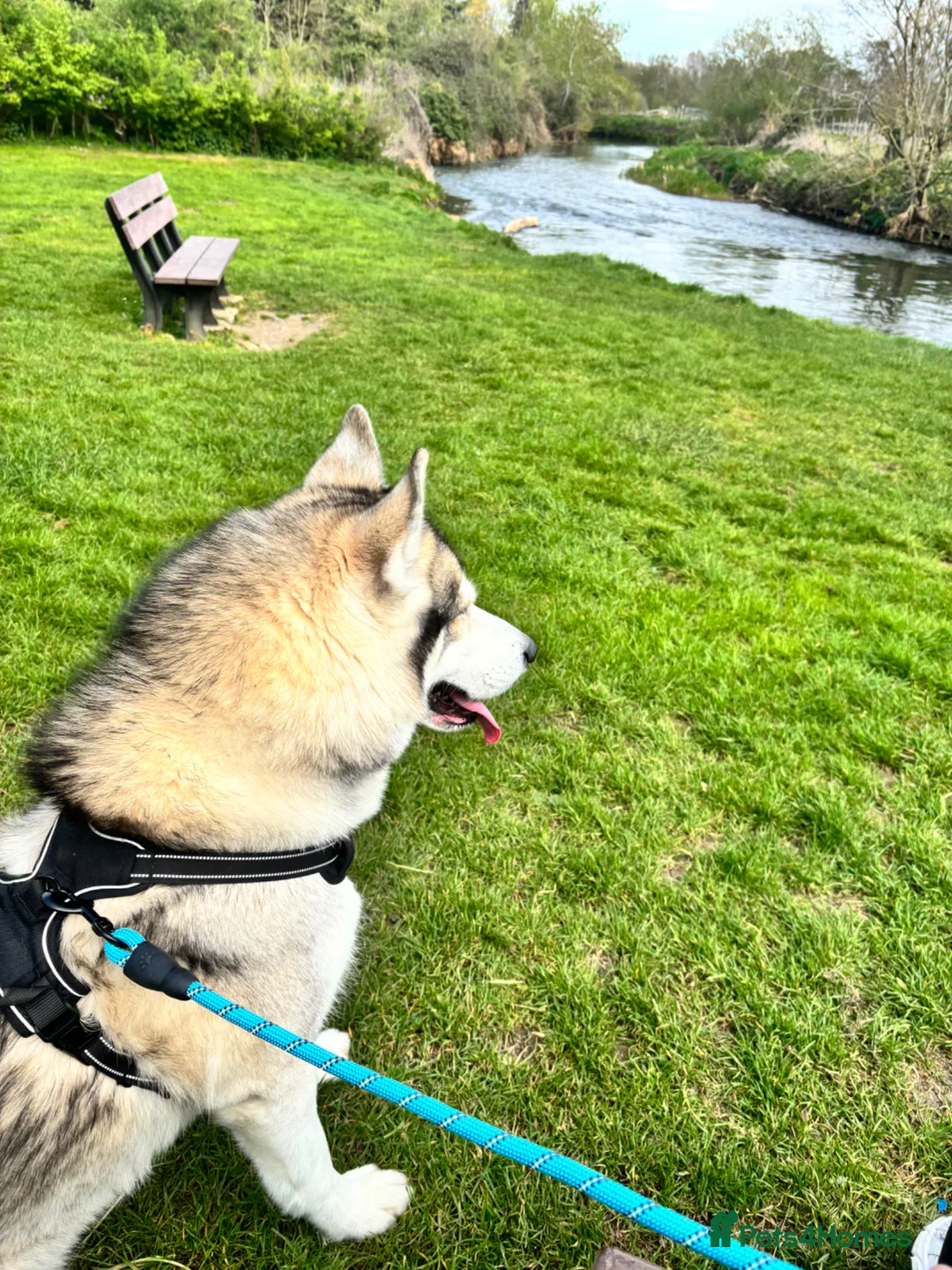 Siberian Husky dogs for sale: Siberian husky for rehoming in Sandy - Advert 2