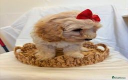 Cavapoo dogs for sale: Beautiful Cavapoo’s - Image 21