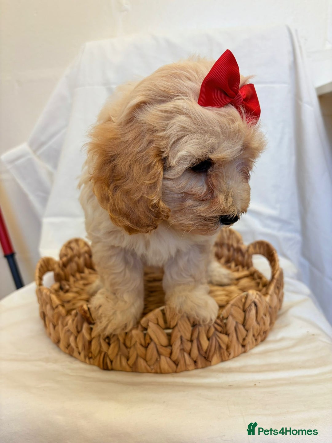 Cavapoo dogs for sale: Beautiful Cavapoo’s - Image 21