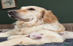 Golden Retriever dogs for sale: Stunning pure-breed Golden Retriever puppies - Image 11