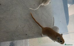 Gerbil rodents for sale: 3×Gerbils and Cage  - Image 8