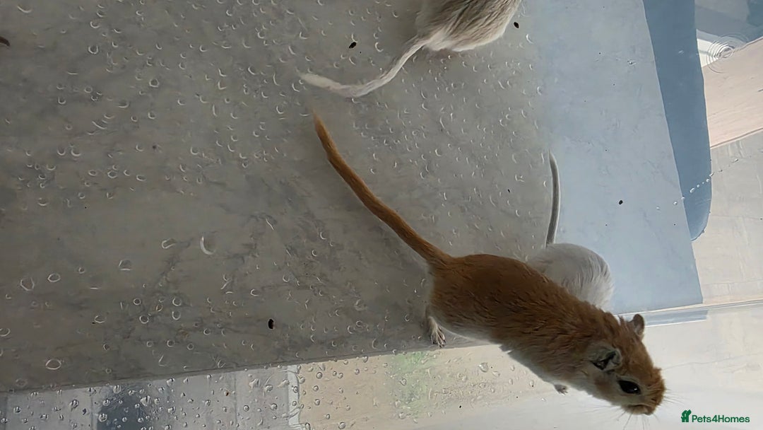 Gerbil rodents for sale: 3×Gerbils and Cage  - Image 8
