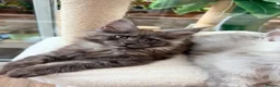 Maine Coon cats for sale: One beautiful black smoked Maine coons ready soon - Advert 11