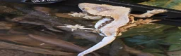 Gecko reptiles for sale: Crested Geckos For Sale in Nottingham - Advert 4