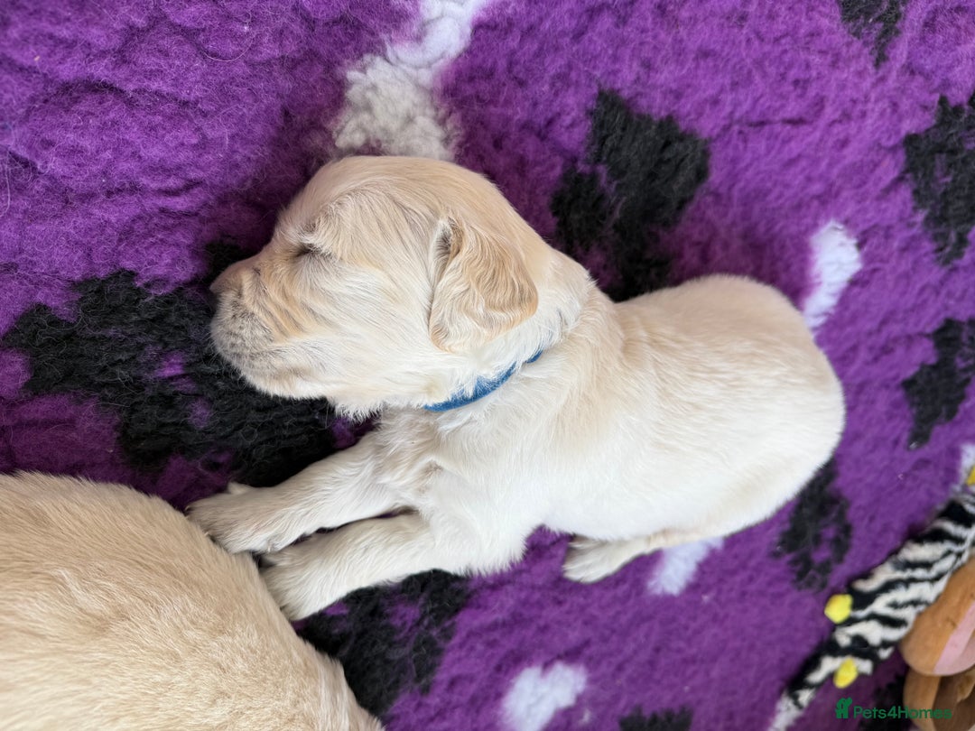 Golden Retriever dogs for sale: Golden Retriever Chunky Puppies for sale - Image 25