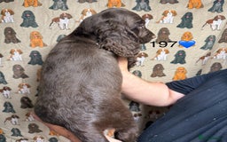 Cocker Spaniel dogs for sale: Chunky show type cocker spaniels  - Image 20