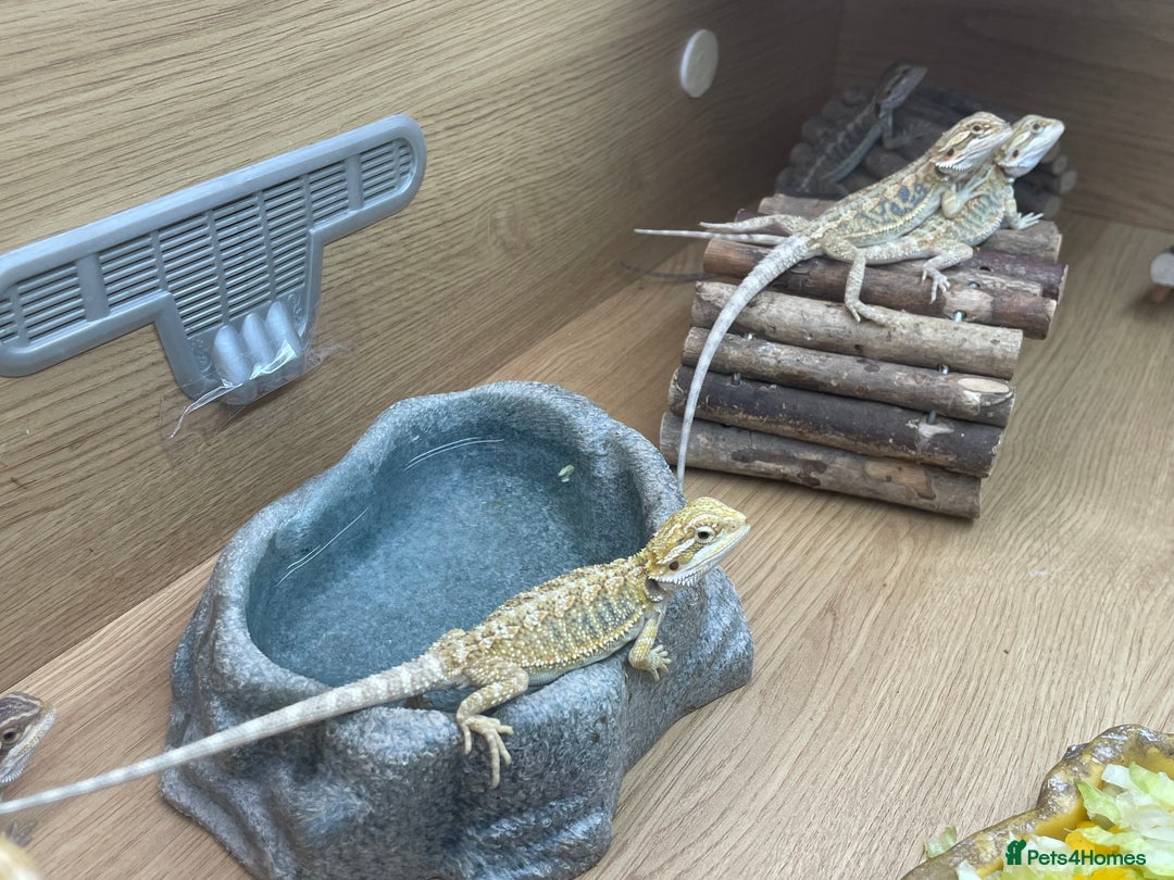 Bearded Dragon reptiles for sale: Hypo Baby Bearded Dragons - Image 5