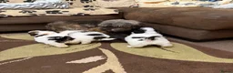 Havanese dogs for sale: Beautiful Havanese Kc Reg’d Puppies - Advert 7
