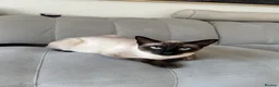 Ragamese cats for sale: Stunning Ragdoll x Thai Siamese - Advert 16