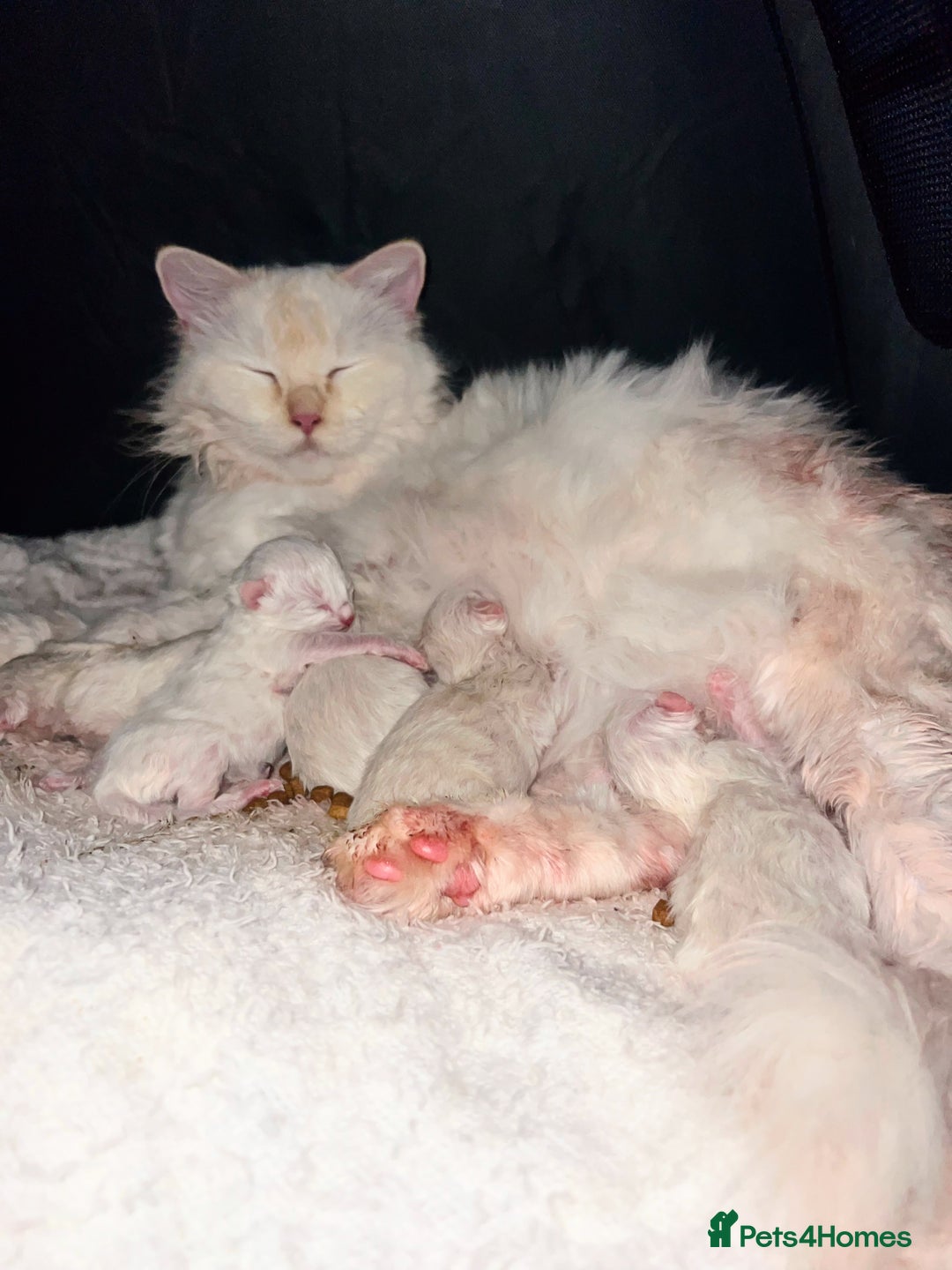 Ragdoll cats for sale: Beautiful ragdolls looking for their new families - Advert 12