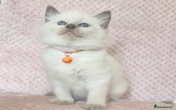 Ragdoll cats for sale: Affectionate, Cuddly, Playful Kittens - Image 28