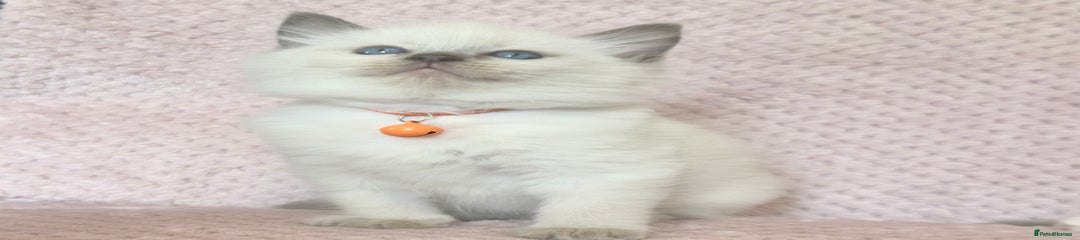 Orange - Patrick