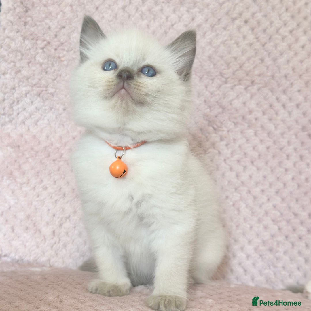 Ragdoll cats for sale: Affectionate, Cuddly, Playful Kittens - Image 28