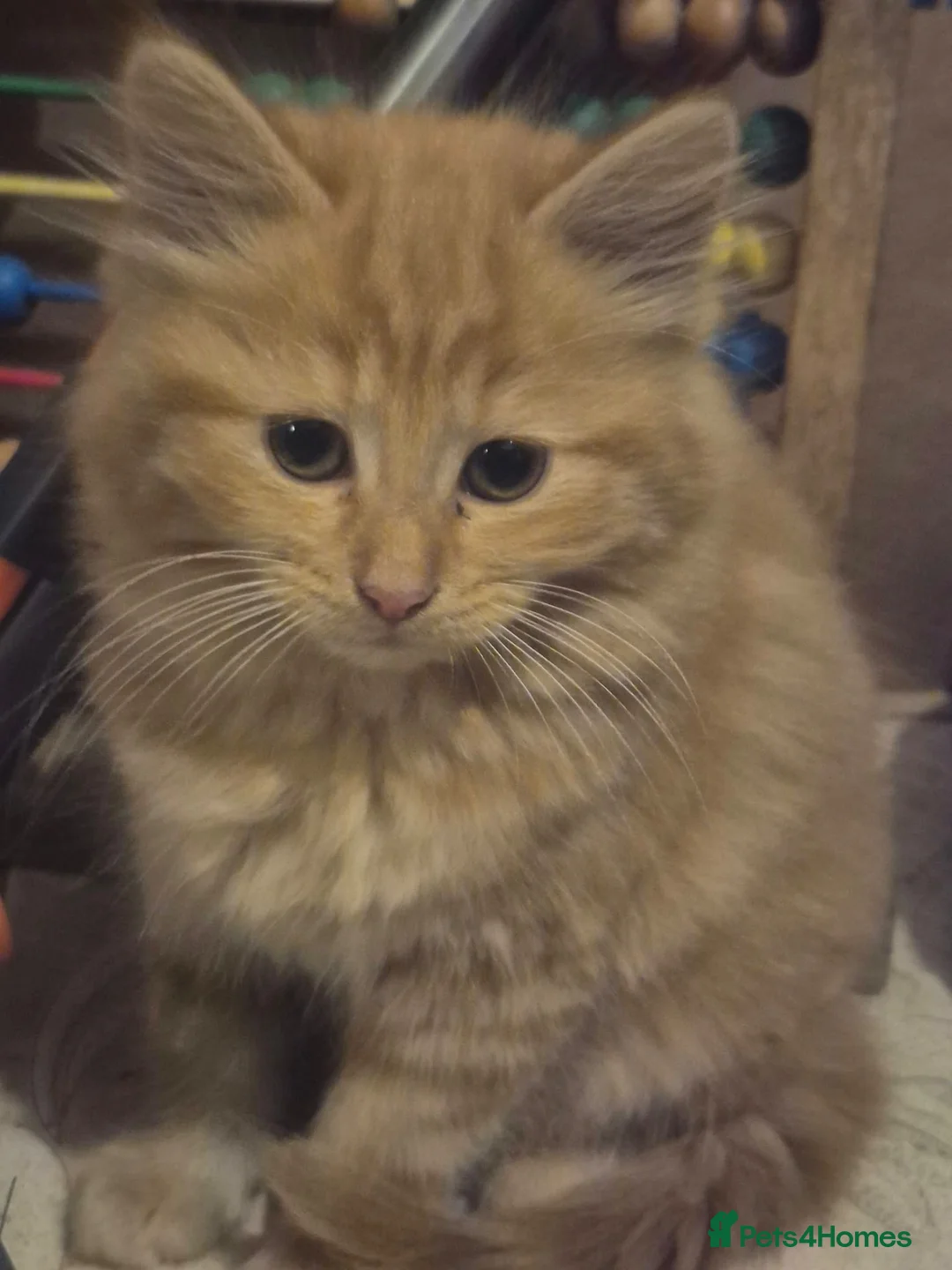 Mixed Breed cats for sale: Fluffy Friendly Male Kitten – Litter Trained💗 in Birmingham - Advert 4