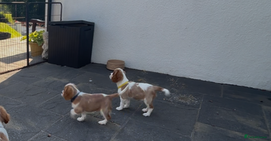 Cavalier King Charles Spaniel dogs - Advert 3