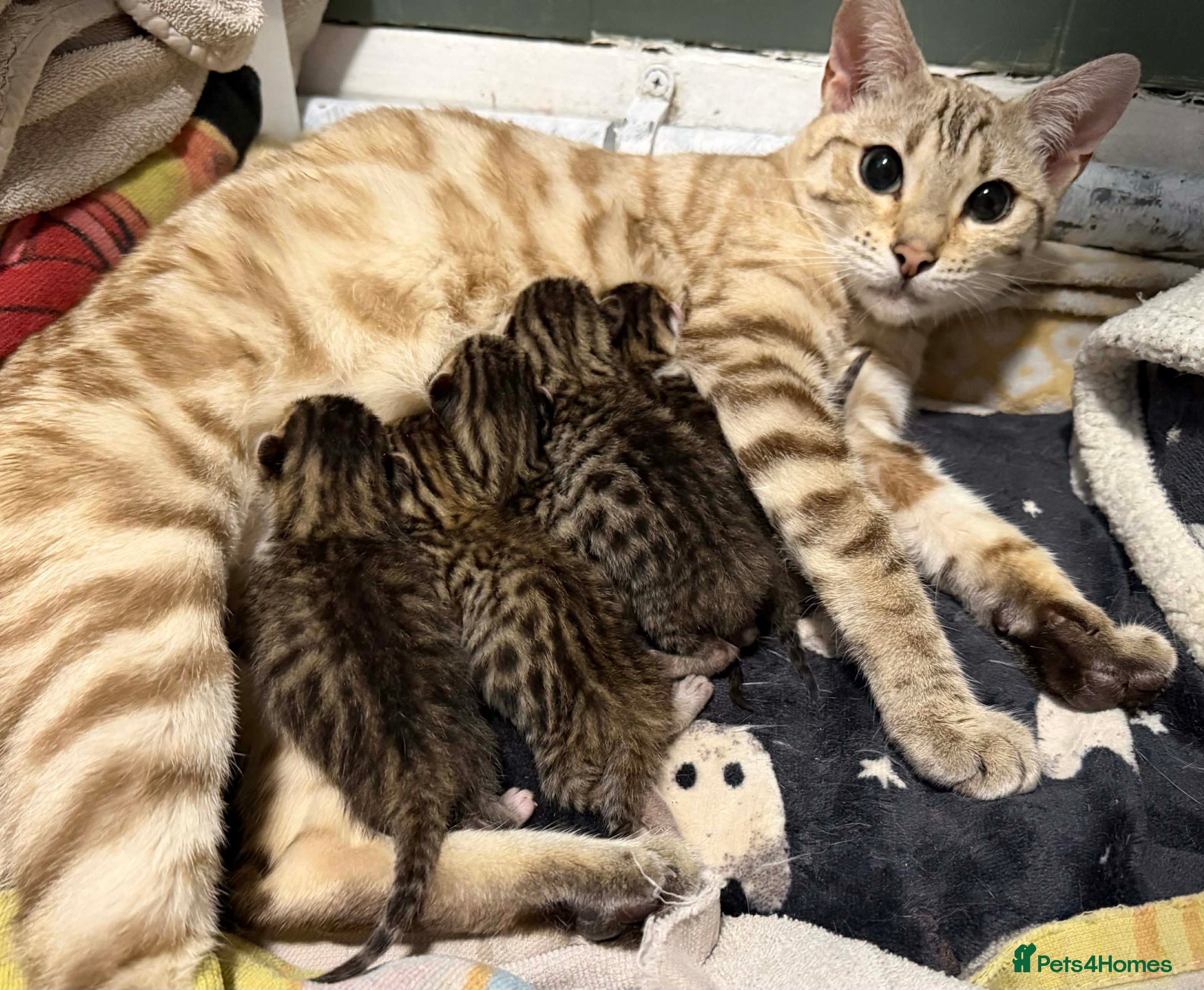 Bengal cats Bengal cross tabby kittens  - Advert 5