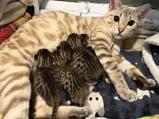 Bengal cats Bengal cross tabby kittens - Advert 9