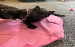 British Shorthair cats for sale: 4 x beautiful kittens available  - Image 3
