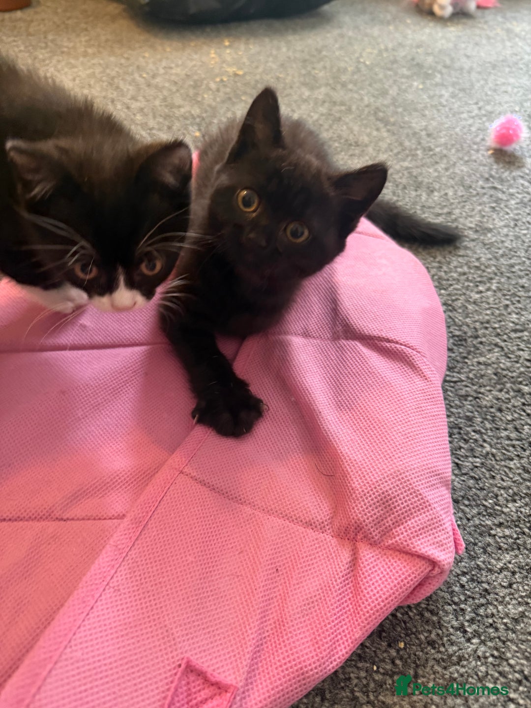 British Shorthair cats for sale: 4 x beautiful kittens available  - Image 3