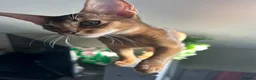 Abyssinian cats for sale: Champion line  - Advert 13